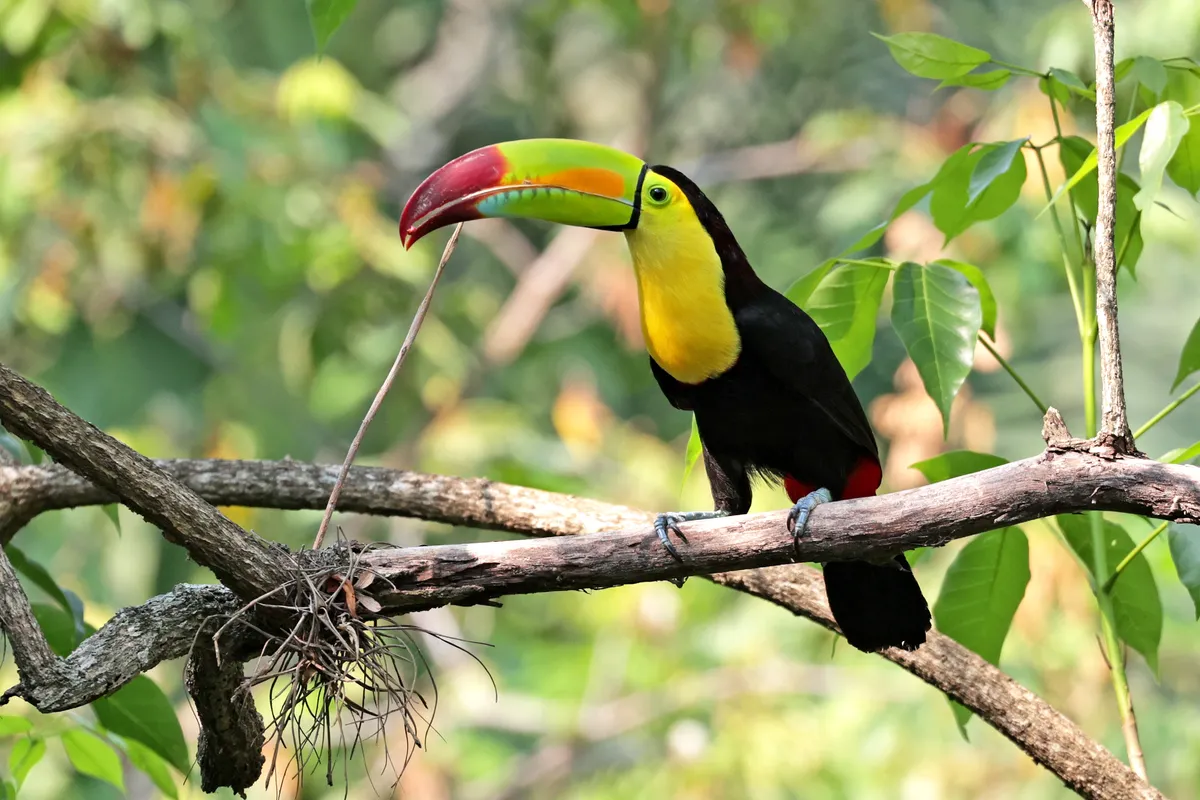 Keel-billed Toucan
